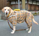 盲導犬の服（冬用）